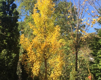 Ginkgo biloba 'Grindstone' - Columnar Male Ginkgo Tree - Live Plant - 24” Tall - 1 Gallon Pot