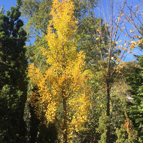 Ginkgo biloba 'Grindstone' - Columnar Male Ginkgo Tree - Live Plant - 24” Tall - 1 Gallon Pot