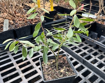 Male Inkberry - Ilex glabra ‘Tin Mine’ - 4” Pot Size Plant