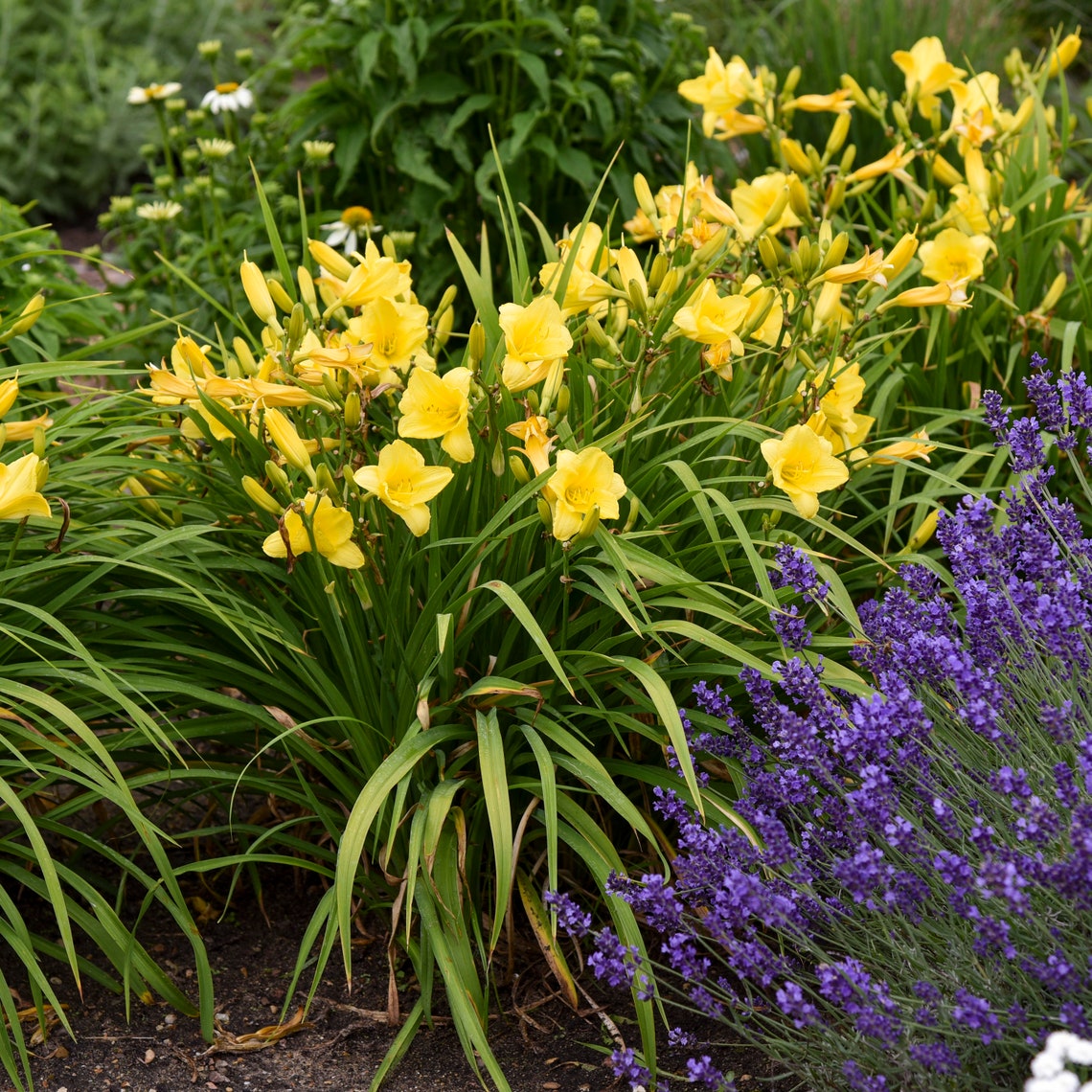 Hemerocallis 'happy Returns' Daylily 3 Bare Root - Etsy