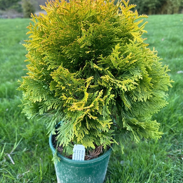 Thuja occidentalis 'Gold Drop' - Dwarf Arborvitae - 1 Gallon Pot