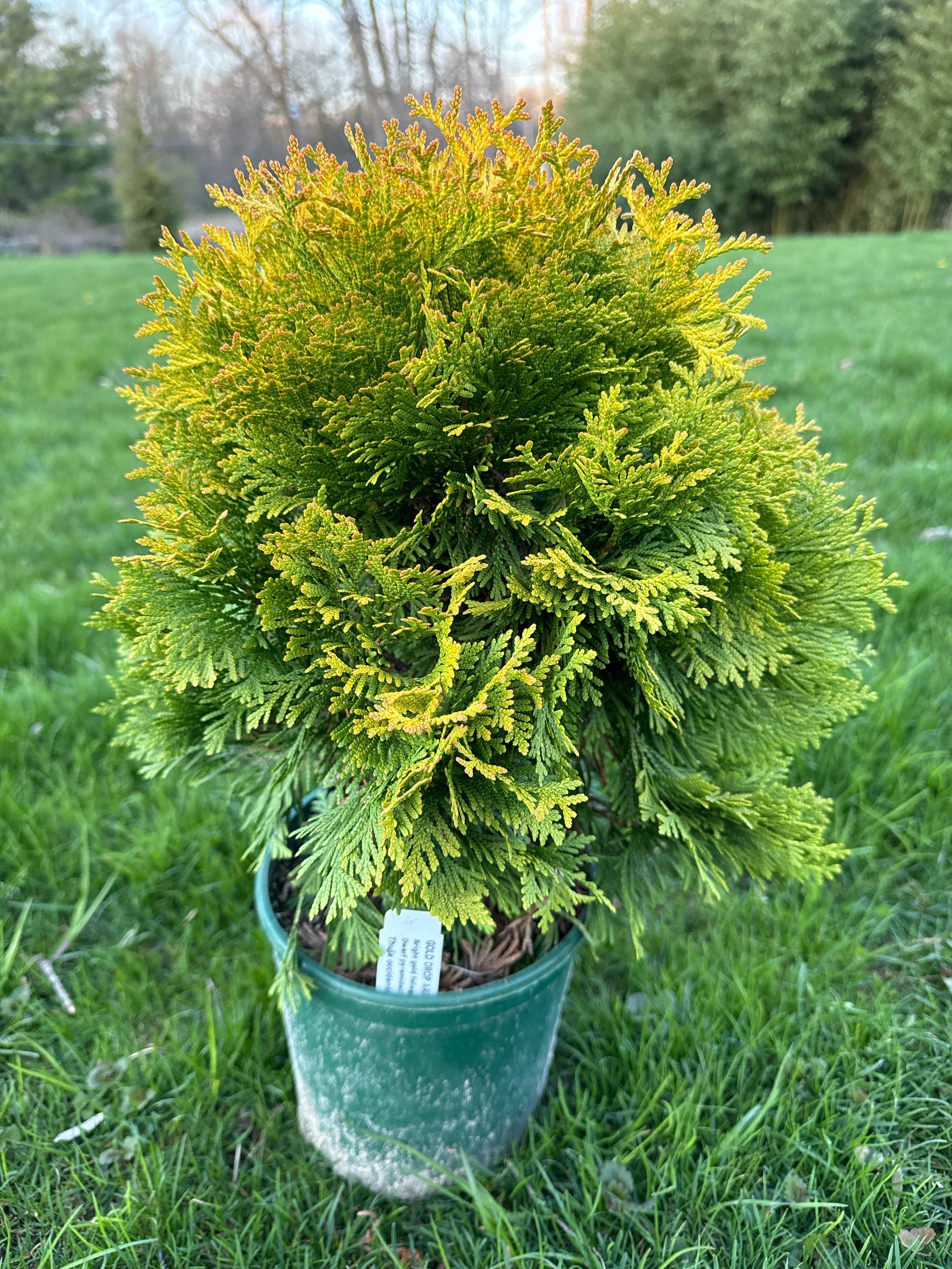 Thuja Occidentalis 'gold Drop' - Dwarf Arborvitae - 1 Gallon Pot