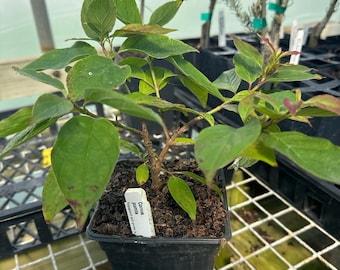 Cornus pumila - Cornejo - Planta en maceta de 10 cm (4 pulgadas)