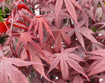 Acer palmatum 'Bloodgood' - Japanese Maple - Live Plant - 12” Tall - Ships Bare Root - Ships Spring 2024