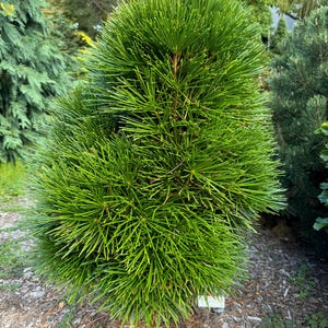 May include: A small, green, coniferous tree with a rounded shape. The tree is growing in a garden setting with brown mulch on the ground.