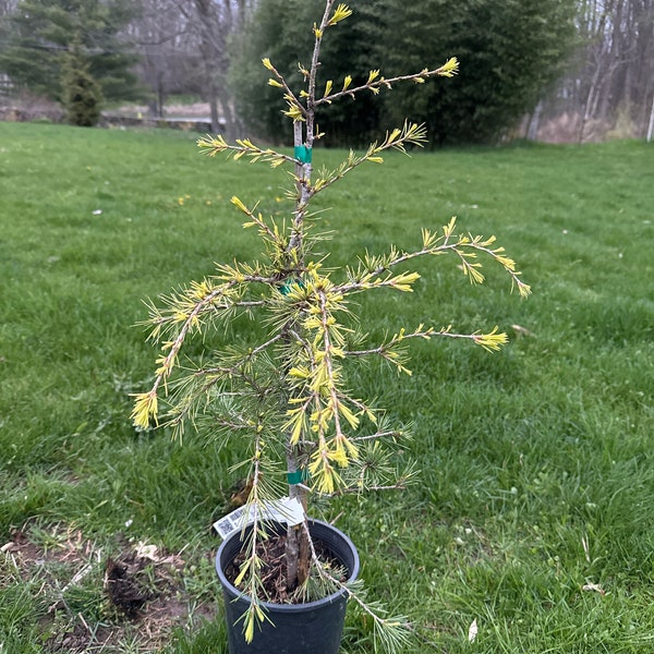 Cedrus deodara 'Gold Horizon' - Deodar Cedar - 18" Tall - 1 Gallon Pot