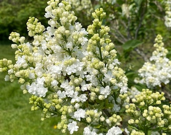 Syringa vulgaris 'Fiala Remembrance' Lilac - Live Plant - 1 Gallon Pot