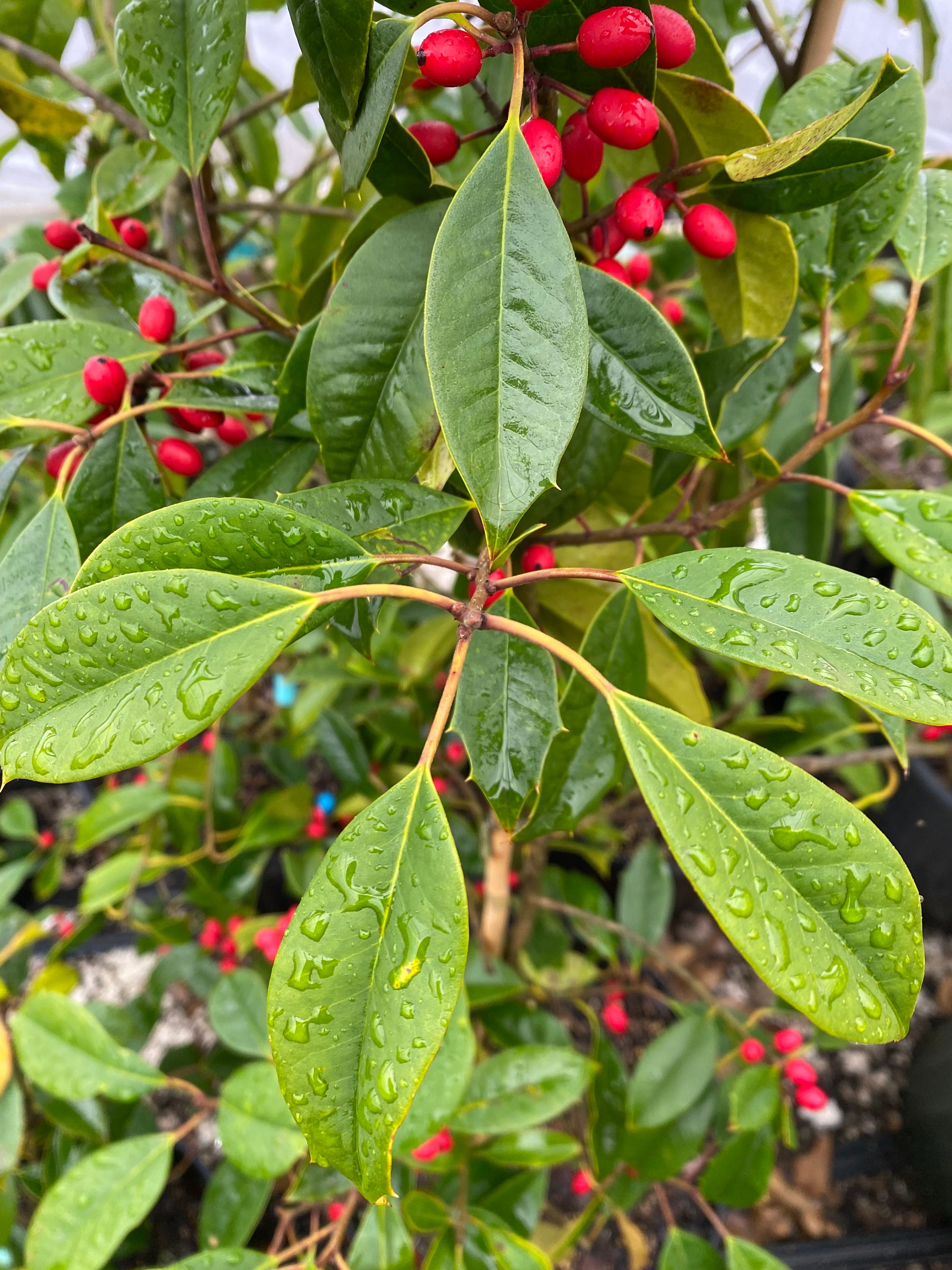 Paduke Tree Ilex Opaca 'chief Paduke' - American Holly - Live Plant - Quart Pot - Etsy