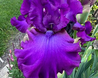 Könnte beinhalten: Eine leuchtend tiefviolette Irisblüte mit gewellten, samtigen Blütenblättern und einem markanten zentralen Bart. Die Blüte zeigt komplexe, geschichtete Texturen und satte Violetttöne, gestützt von langen, schmalen grünen Blättern.