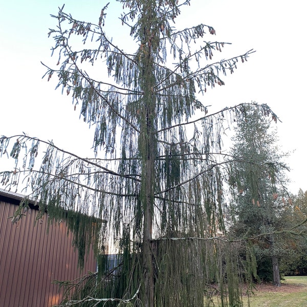 Picea abies 'Virgata' - Norway Spruce - 18" Tall - 1 Gallon Pot