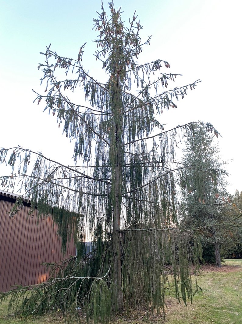 Picea abies 'Virgata' Norway Spruce 18 Tall 1 Gallon Pot image 1