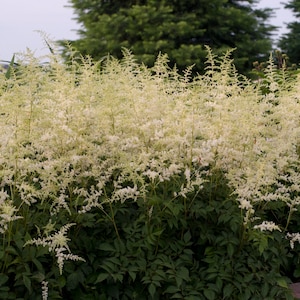 Astilbe &#39;Bridal Veil&#39; - 3 Bare Root Plants