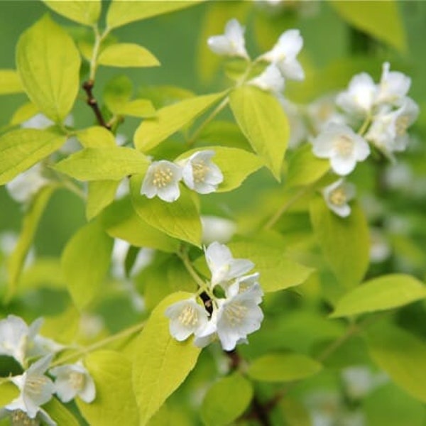 Philadelphus coronarius ‘Aureus’- Golden Mock Orange - Live Plant - 12” Tall - 1 Gallon Pot