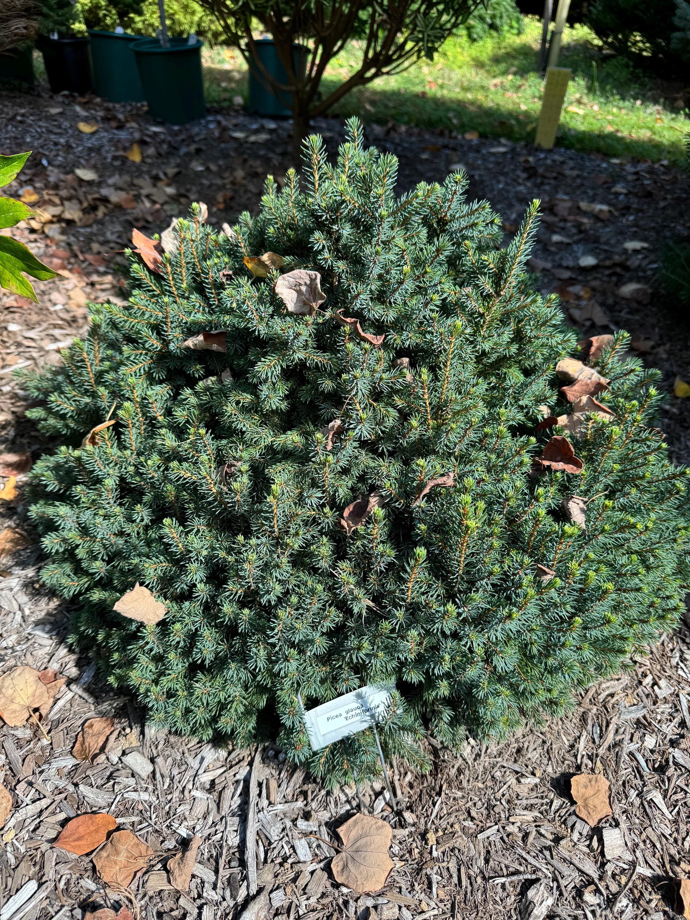Picea glauca 'Echiniformis' - Dwarf White Spruce - 4" Pot - Live Plant