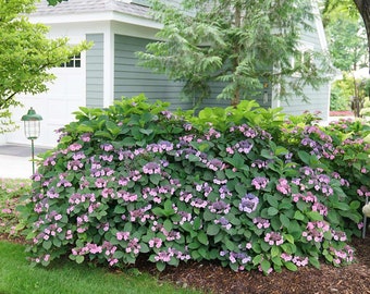 Hydrangea serrata TUFF STUFF™ - 4" Pot Size - Mountain Hydrangea