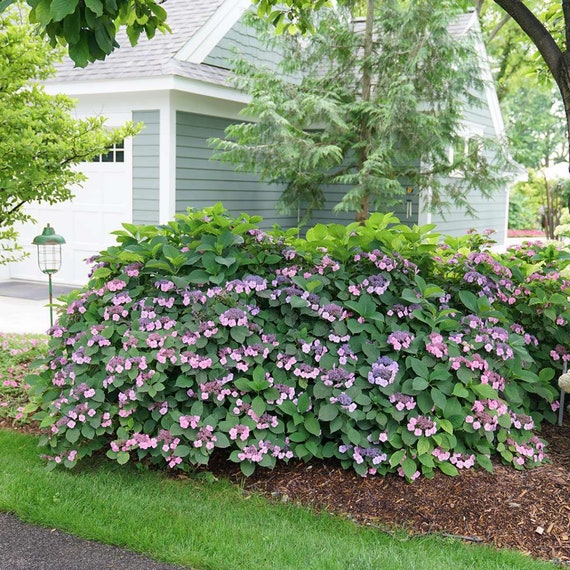 Image of Hydrangea serrata tuff stuff image 1