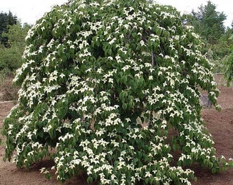 Cornus kousa 'Elizabeth Lustgarten' - Weeping Dogwood - 24” Tall - Ships Bare Root