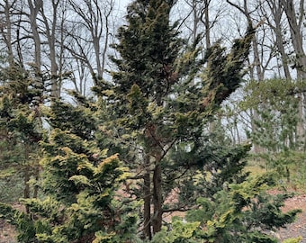 Chamaecyparis obtusa 'Confucius' - Hinoki Cypress - 1 Gallon Pot