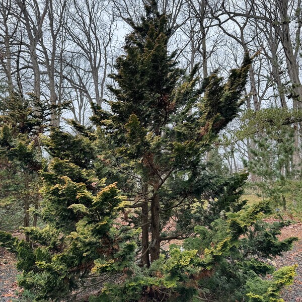 Chamaecyparis obtusa 'Confucius' - Hinoki Cypress - 1 Gallon Pot