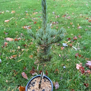 May include: A small, potted pine tree with blue-green needles. The tree is in a black plastic pot with brown mulch. The tree is growing in a grassy area with fallen leaves.