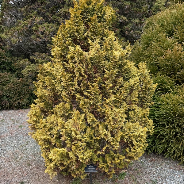 Chamaecyparis obtusa 'Melody' - False Cypress - 1 Gallon Pot