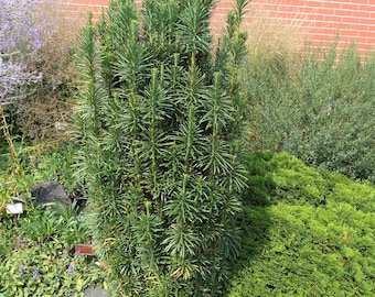 Cephalotaxus harringtonia 'Fastigiata' - Columnar Plum Yew - 4” Pot Size Plant