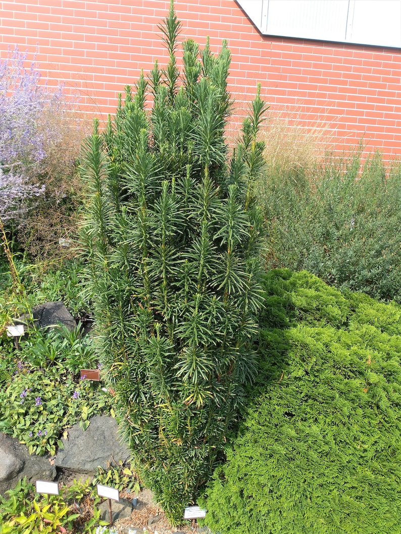 Cephalotaxus harringtonia 'Fastigiata' Columnar Plum Yew 4 Pot Size Plant image 1