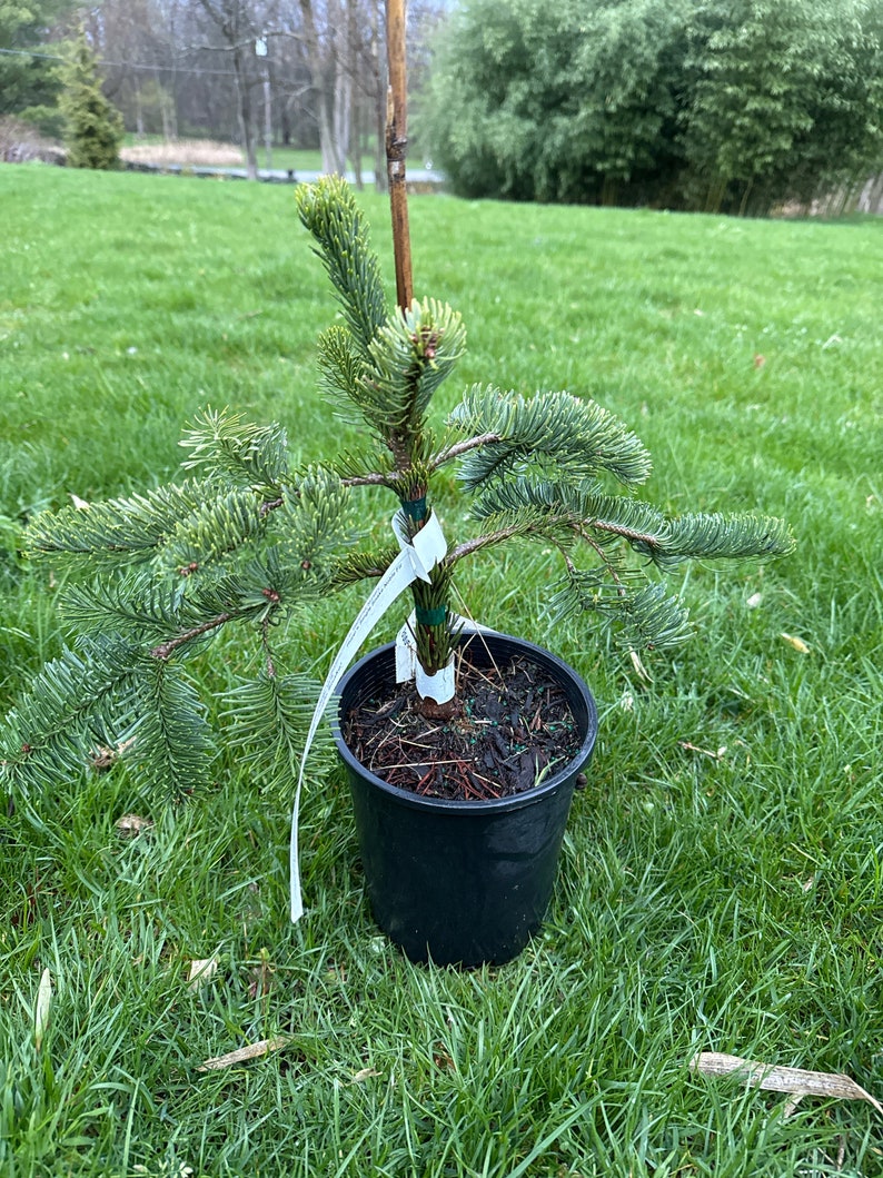 Abies procera 'Hupp's Single Snake' 12 Tall 1 Gallon Pot image 1