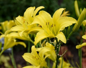 Hemerocallis 'Hyperion' Daylily - 3 Bare Root Plants