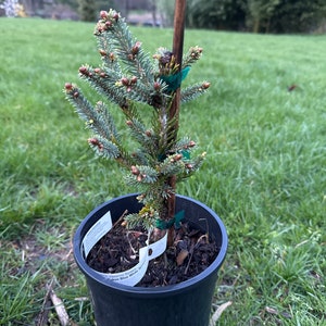 Picea glauca &#39;Yukon Blue&#39; - White Spruce - 8&quot; Tall - 1 Gallon Pot