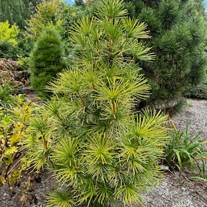 May include: A small, bright green pine tree with long, thin needles. The tree is growing in a garden setting with other trees and plants in the background.
