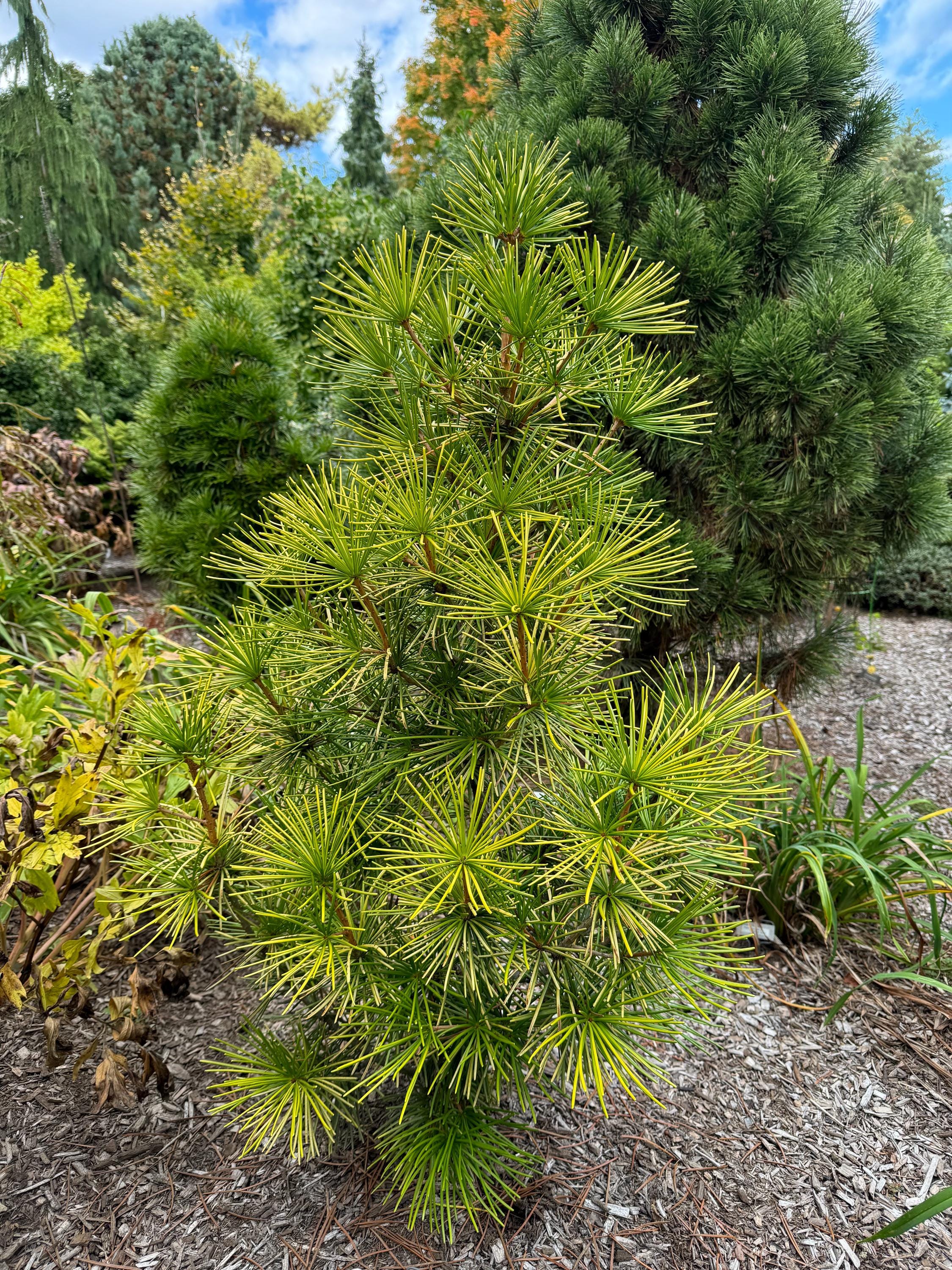 Sciadopitys Verticillata 'ossorio's Gold' - Japanese