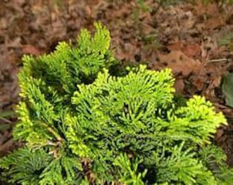 Chamaecyparis obtusa 'Verdoni' - False Cypress - 1 Gallon Size Pot