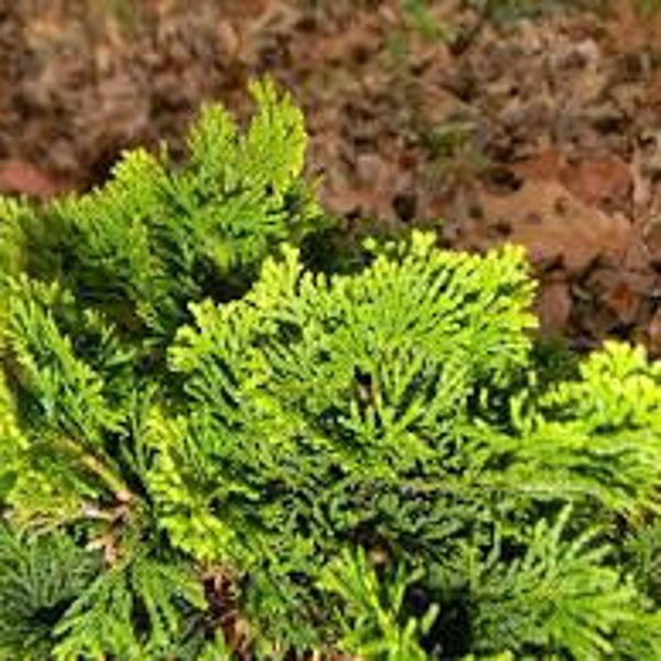 Chamaecyparis obtusa 'Verdoni' - False Cypress - 1 Gallon Size Pot