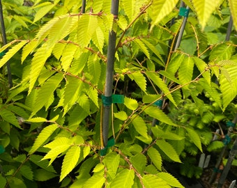 Zelkova serrata 'Ogon' - Live Plant - 12” Tall - 1 Year Graft