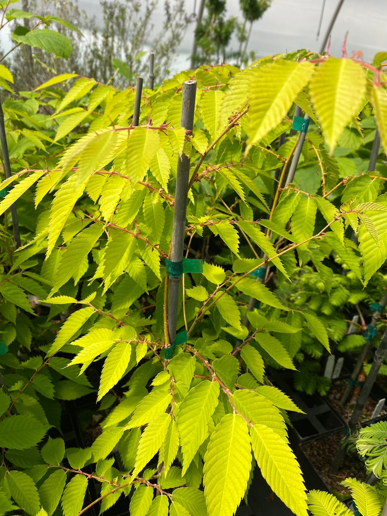 Zelkova serrata 'Ogon' Live Plant 12 Tall 1 Year Graft immagine 1