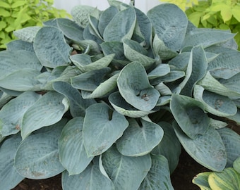 Hosta 'Above the Clouds' 3" Pot Size Starter Plant
