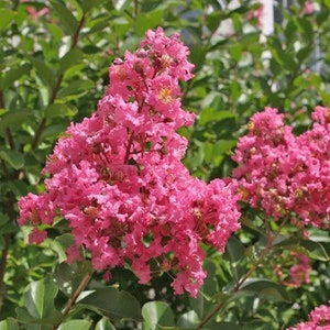 Lagerstroemia indica &#39;Hopi&#39; - Pink Crape Myrtle - 2 Gallon Pot