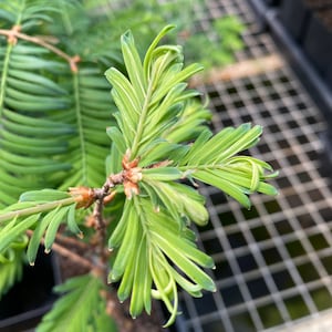 Metasequoia glyptostroboides 'Schirrmann’s Nordlicht' - Dawn Redwood Tree - 10” Tall - 1 Year Graft