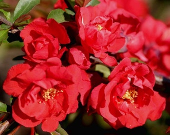 Chaenomeles speciosa 'Iwai Nishiki'- Red Flowering Quince - 1 Gallon Pot