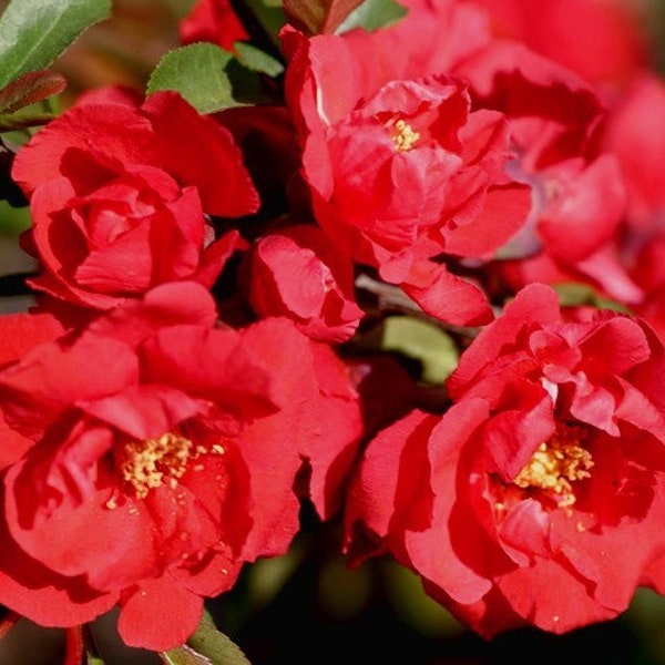Chaenomeles speciosa 'Iwai Nishiki'- Red Flowering Quince - 1 Gallon Pot