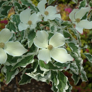 May include: Close-up of a flowering dogwood branch. The image features several white flowers with four petals and yellow centers. The leaves are green with white edges. The tips of the petals have a touch of red.