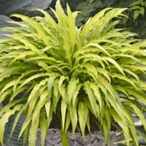 Hosta 'Curly Fries' 3" Pot Size Starter Plant