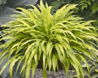 Hosta &#39;Curly Fries&#39; 3&quot; Pot Size Starter Plant