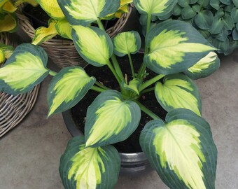 Hosta 'Forbidden Fruit' - #1 Division Size Starter Plant - Ships Bare Root