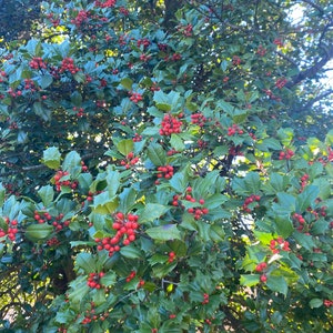 Ilex opaca Old Heavy Berry Female American Holly Live Plant 12 Tall 1 gallon pot image 1