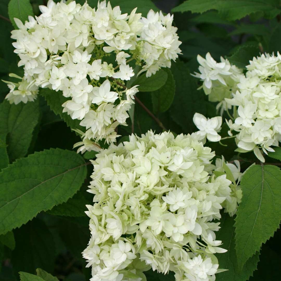 Image of Hydrangea Hayes Starburst bouquet