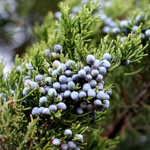 May include: Close-up of a juniper branch with clusters of small, round, blue-gray berries. The berries are surrounded by green, needle-like leaves. The image is well-lit, showcasing the texture and color of the plant.