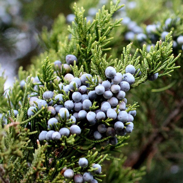 Juniperus virginiana - Eastern Red Cedar - 1 Gallon Pot Size Plant