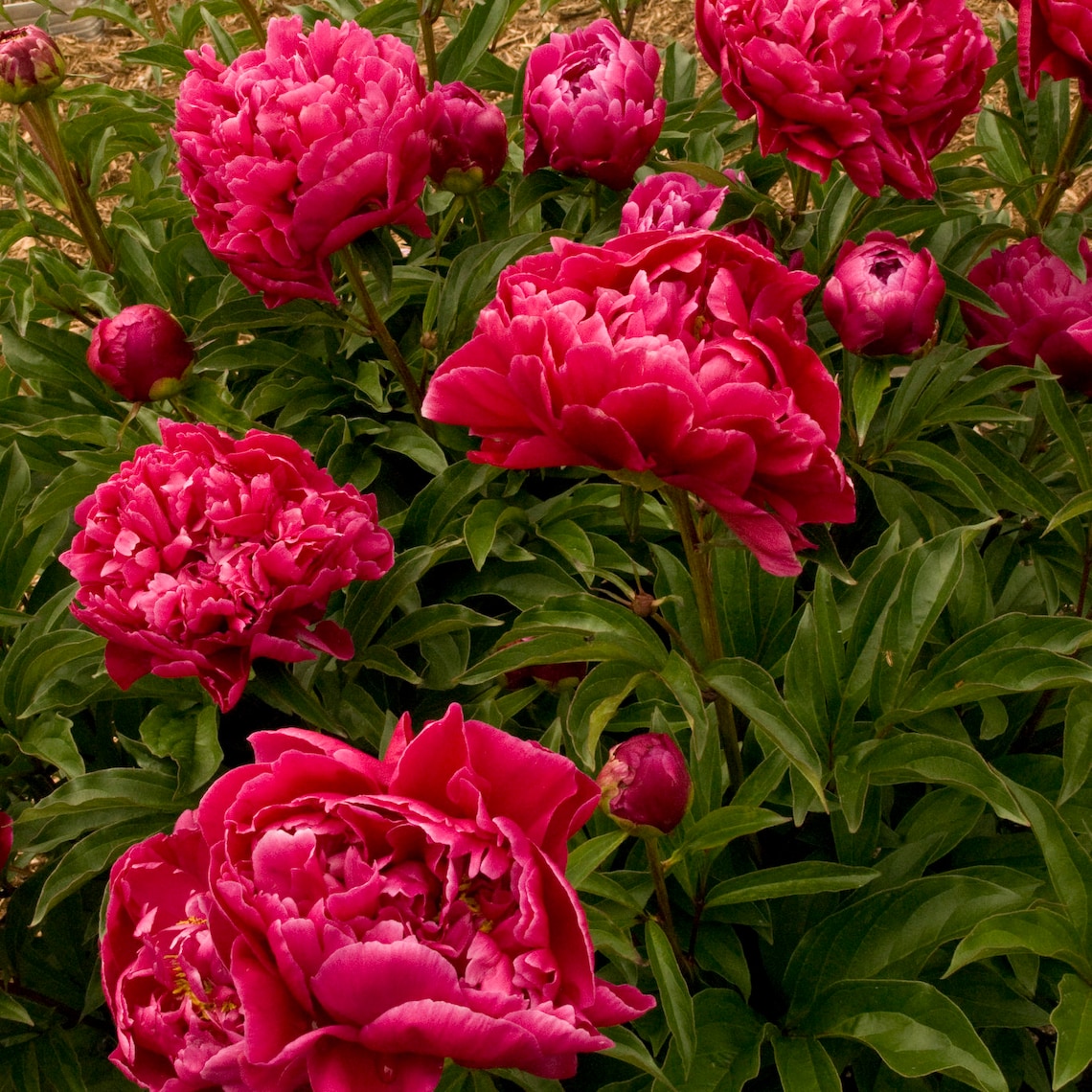 Paeonia �Karl Rosenfield� BareRoot Peony Plant 35 Etsy